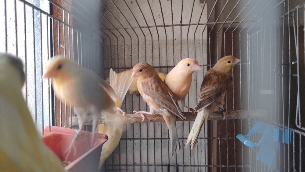 Kanarki samce samice