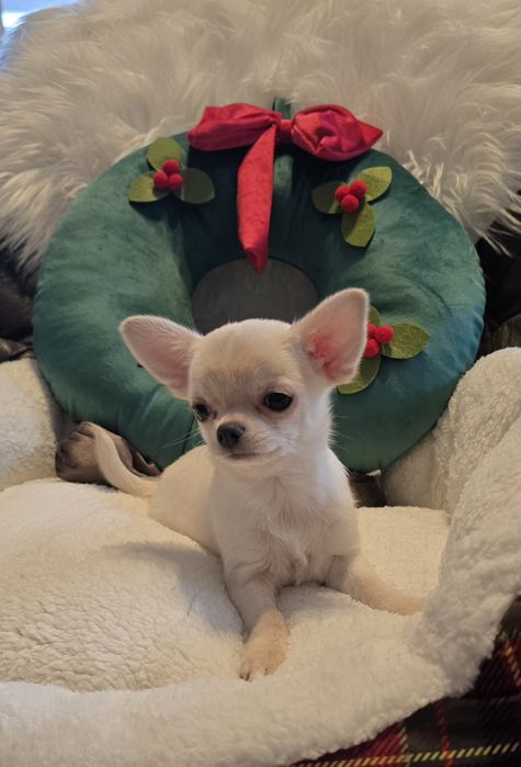 Chihuahua krótkowłosa