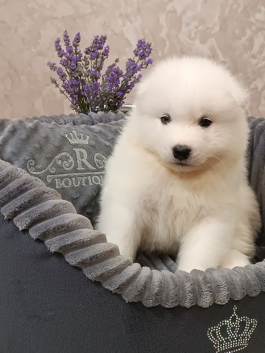 Цуценята самоїда