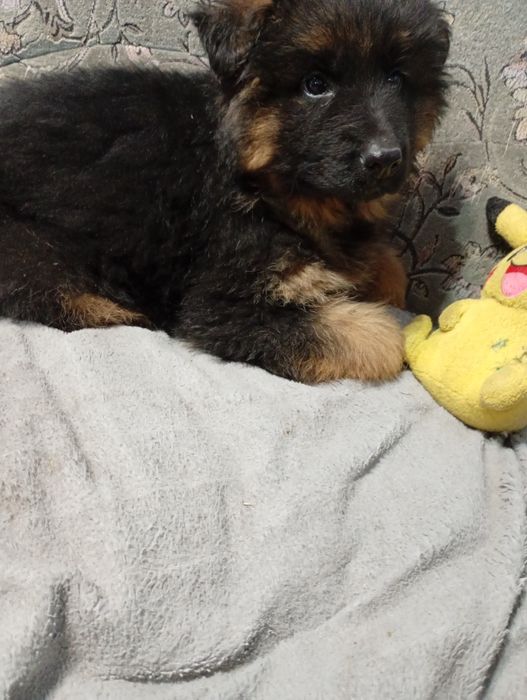 Owczarek niemiecki długowłosy