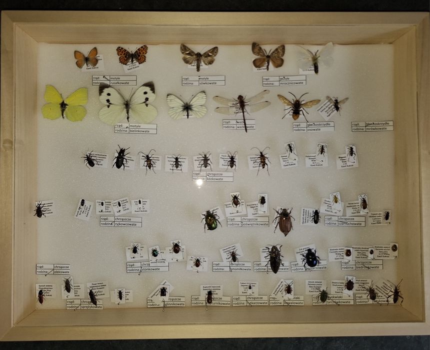 Owady entomologia robaki