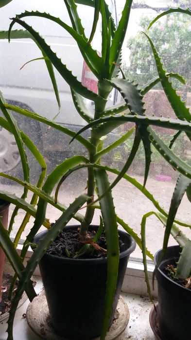 Алое лікарська, великий вибір