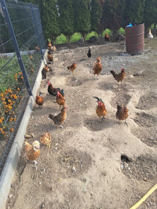 Koguty koguciki polecam