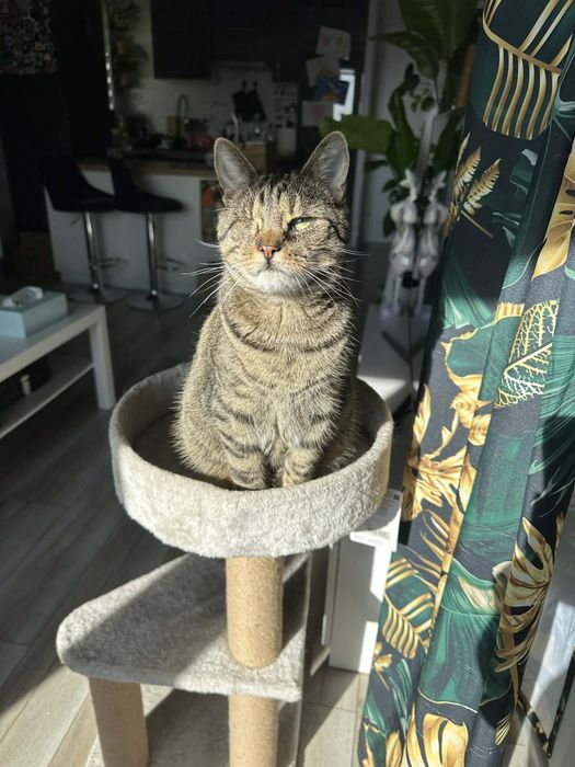 Jerry FeLV + szuka domu