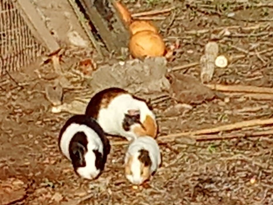 Animais para adocao