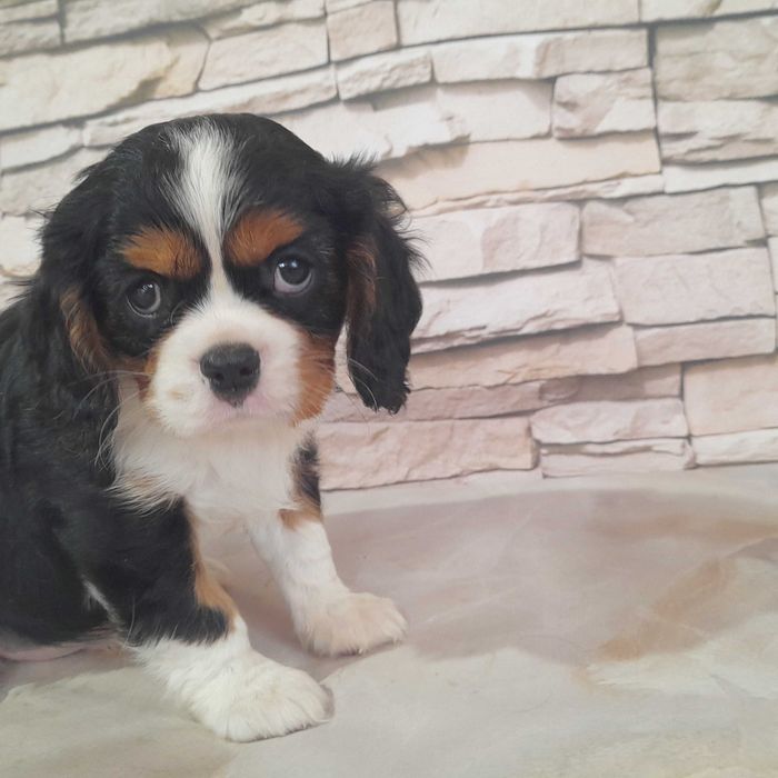 suczka Cavalier king charles spaniel 10 tyg.