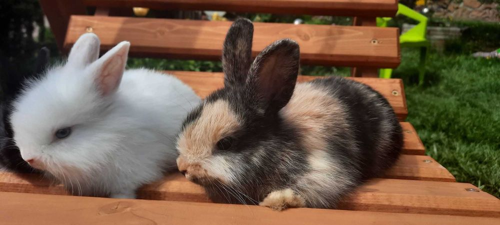 Kolorowe króliki miniaturki krótkowłose i długowłose