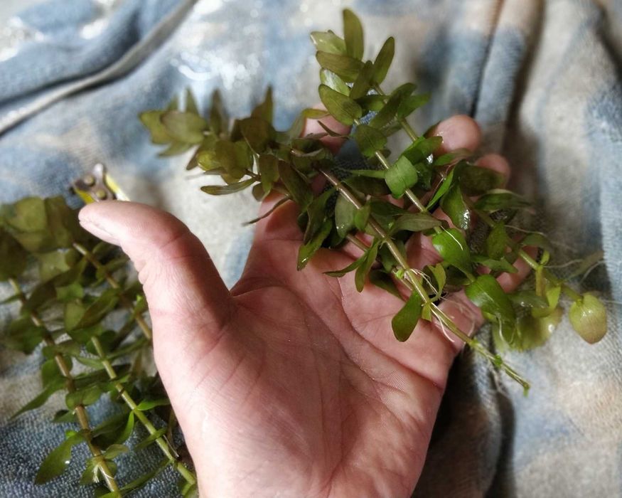 Roślina do akwarium Bacopa caroliniana/Colorata - sadzonki