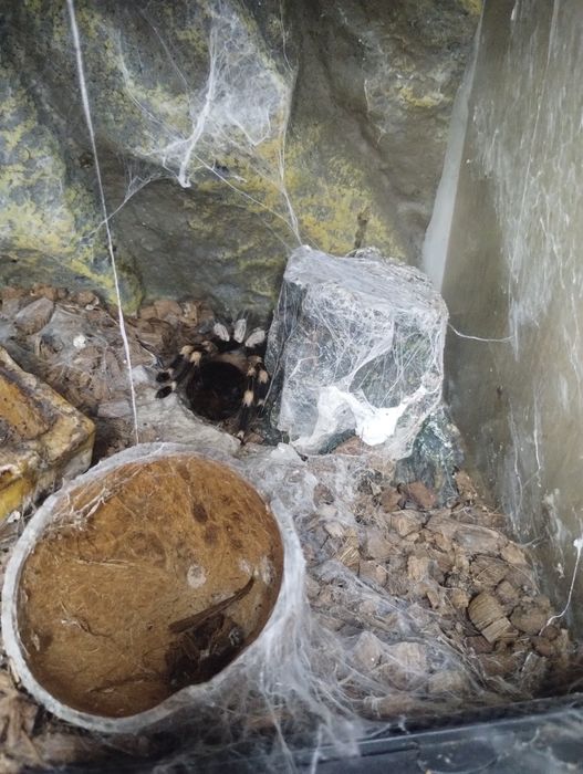 Тераріум скляний Exo Terra 30х30х30