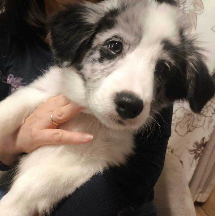 Ostatni piesek Border Collie Blue Merle z rodowodem, gotowy do odbioru