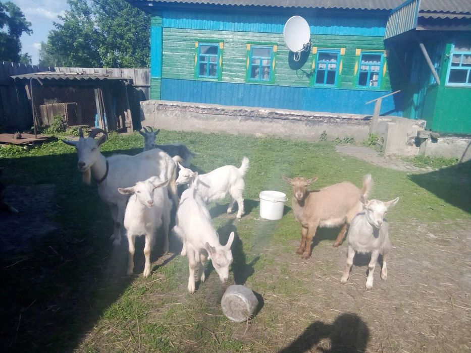Кози та козенята