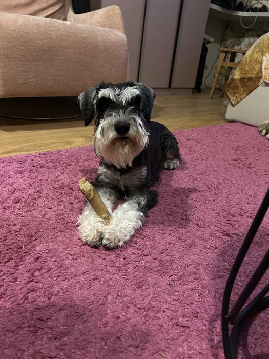 Вязка цвергшнауцер