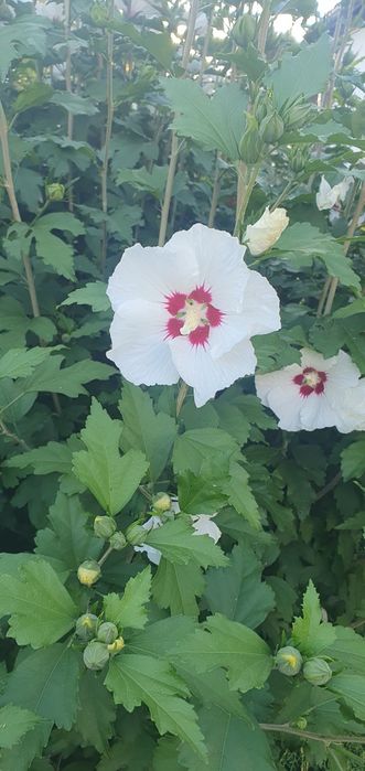 Hibiskus  bialy z gruntu