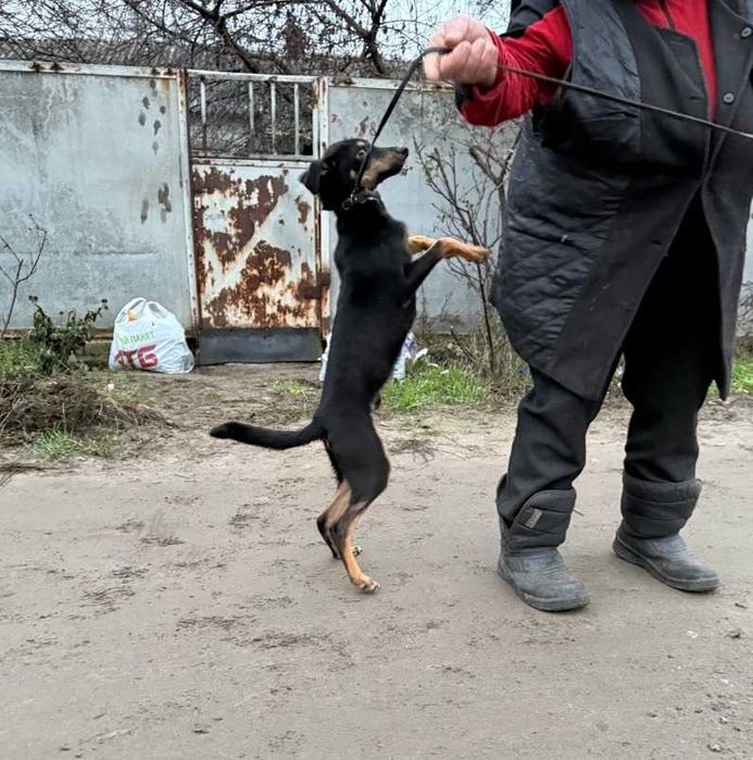 Цуценяті Шарику близько пів року,надзвичайно добрий і грайливий