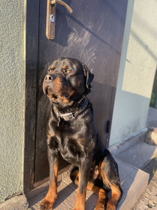 Ротвейлер вязка