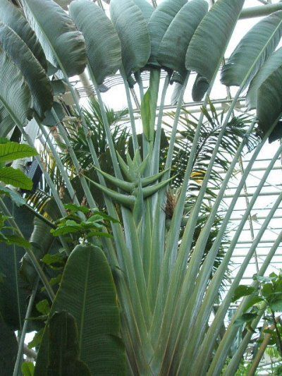 ravenalla madagascarensis