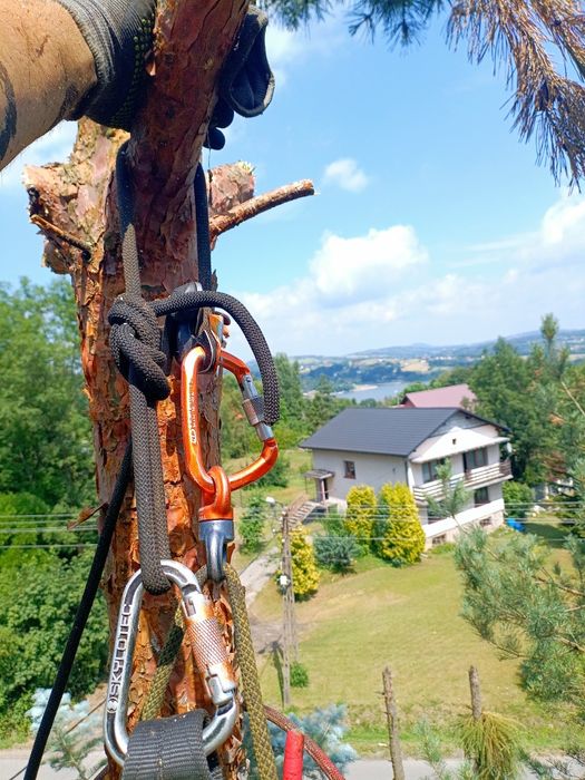 Alpinistyczna Wycinka Drzew