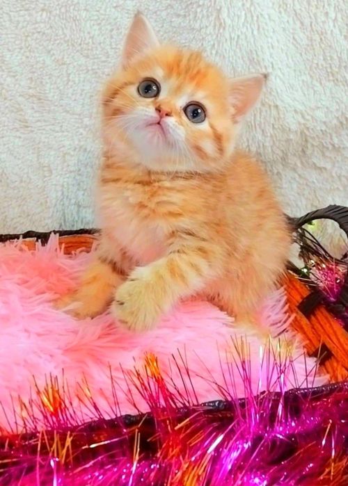 Ооочень ласковая малышка Золотая красотка шиншилла