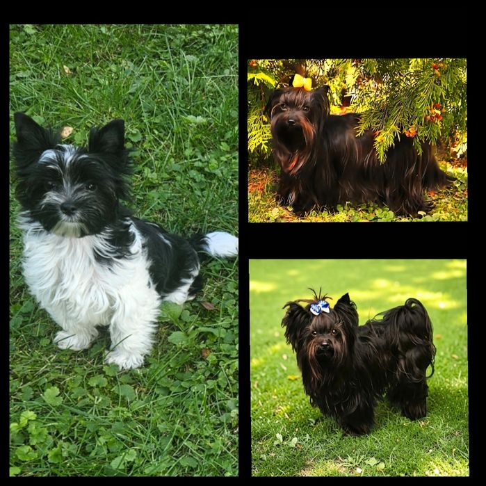 Sunia  Yorkshire Terrier Black &White.  Badania DNA.