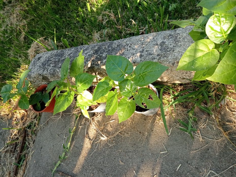 Tamarilho planta