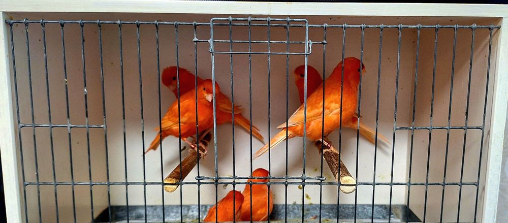 Kanarki samice 2024r.