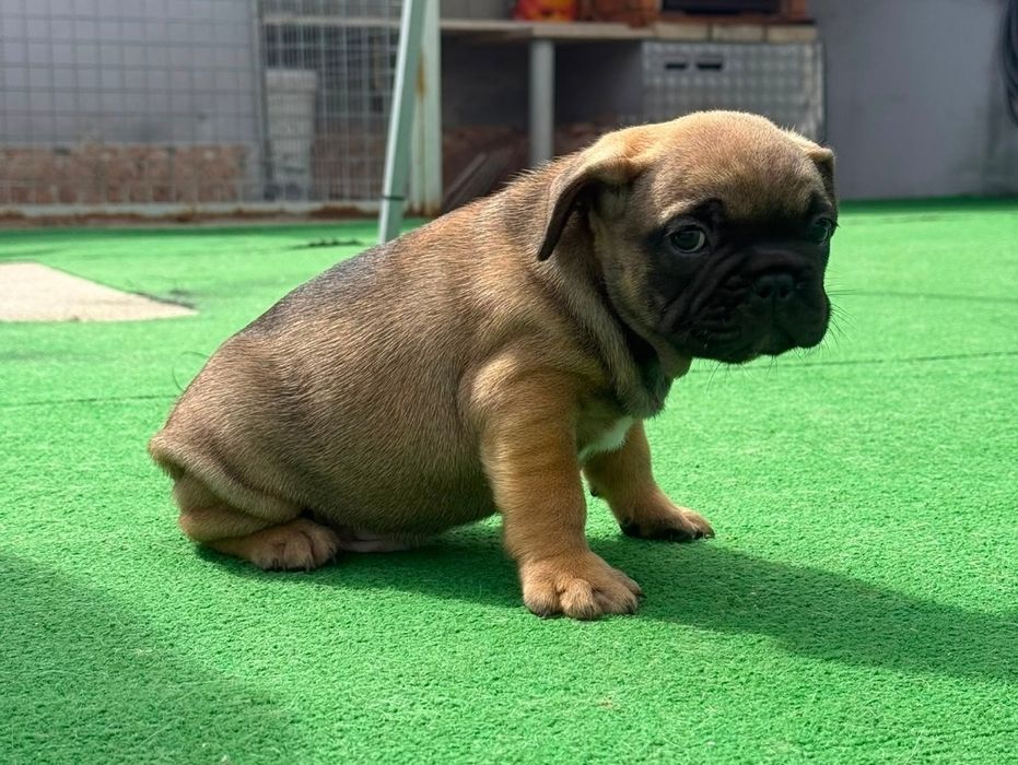 Bulldog francês macho fawn