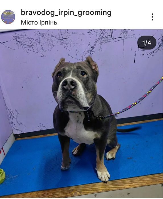 Стрижка собак грумер грумінг салон вичісування лінька спа калтуни коти