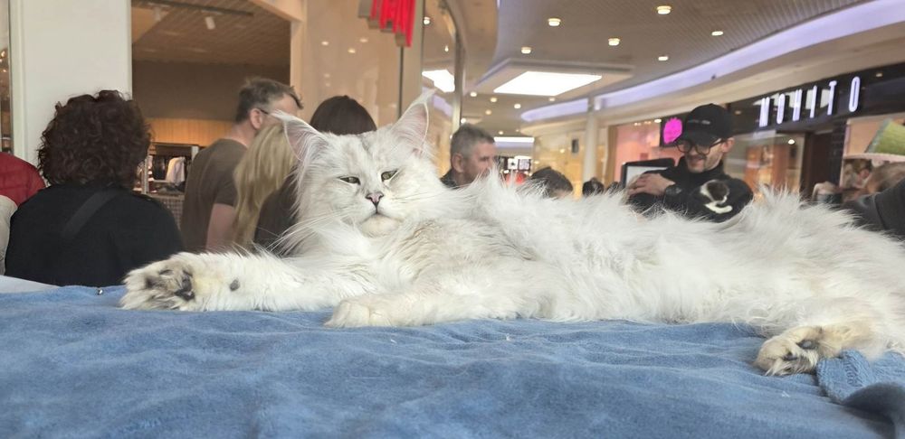 Kotka Maine Coon do rezerwacji