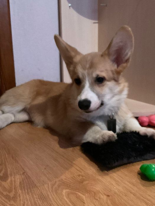 Продам щенка корги