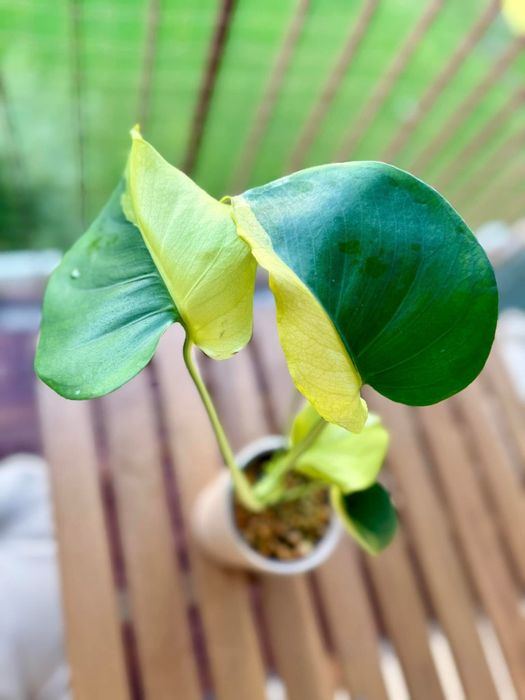 Monstera Lemon Lime