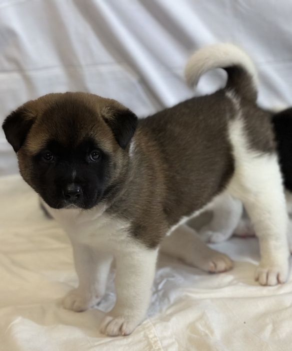 Цуценята Американської акіти