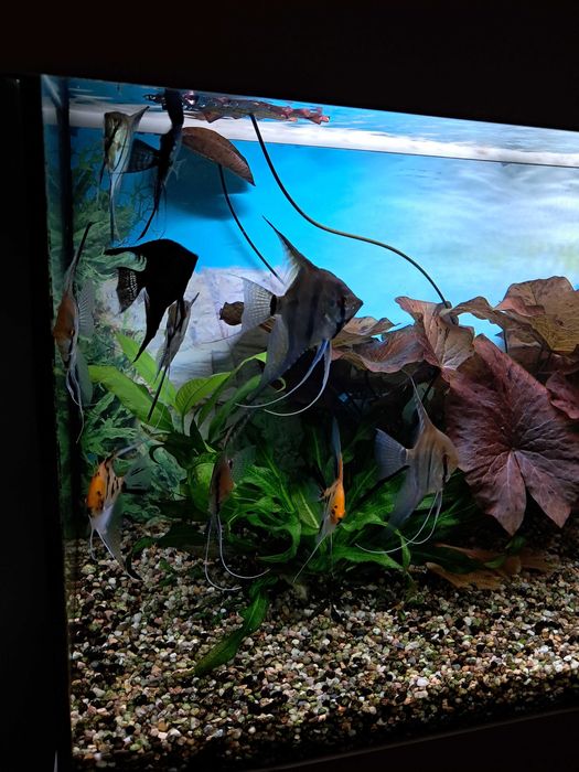 Skalary11 szt.duze i zdrowe.