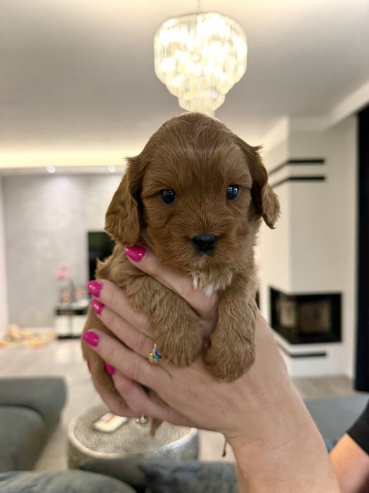 Cavapoo - chlopiec - cavalier & pudel