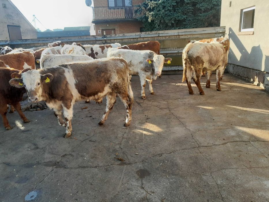 20 byczków 200-240kg simental,bbb