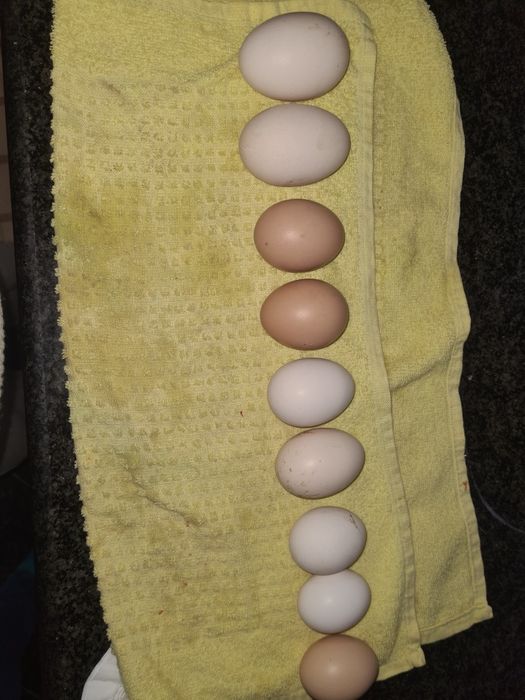 Vendo Ovos caseiros