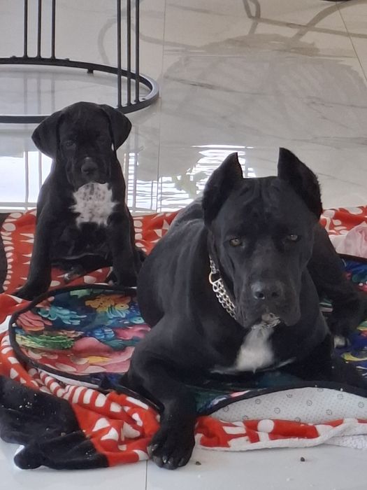 Szczeniak  cane corso   Italiano