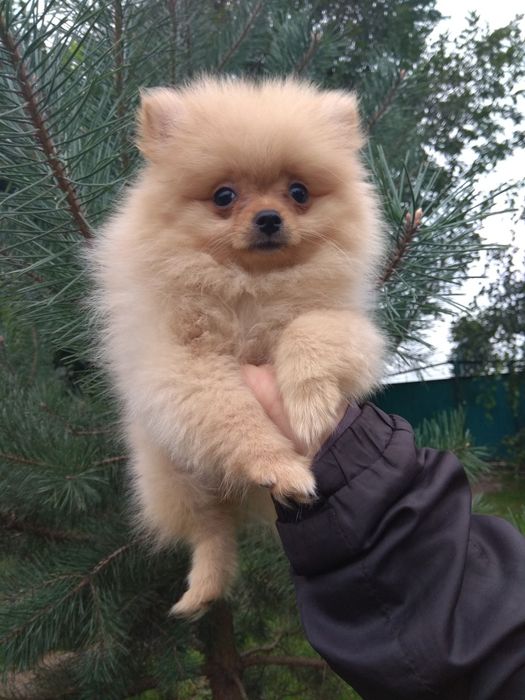 Померашка померанчик