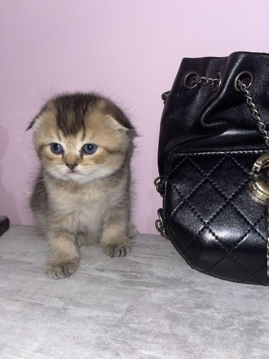 Золота шиншила