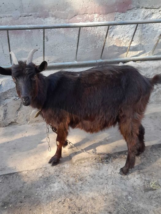 Продам котных коз,  козлят-подростков (35грн за кг живого веса)