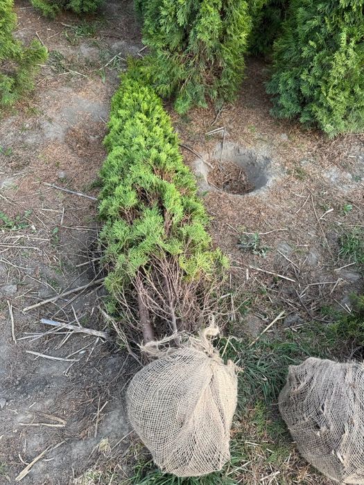 Thuja Smaragd Tuja Szmaragd stożkowa 200-250 cm na żywopłot Tanio