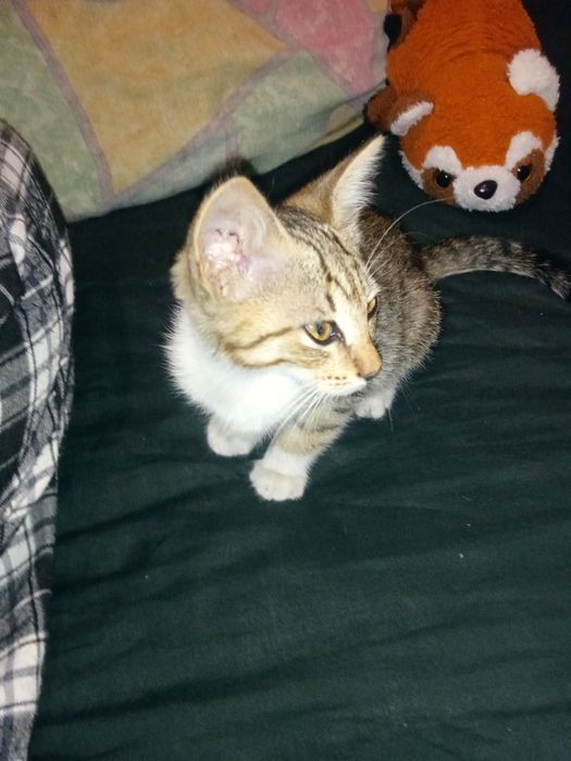 Отдам кошечку бесплатно в добрые руки