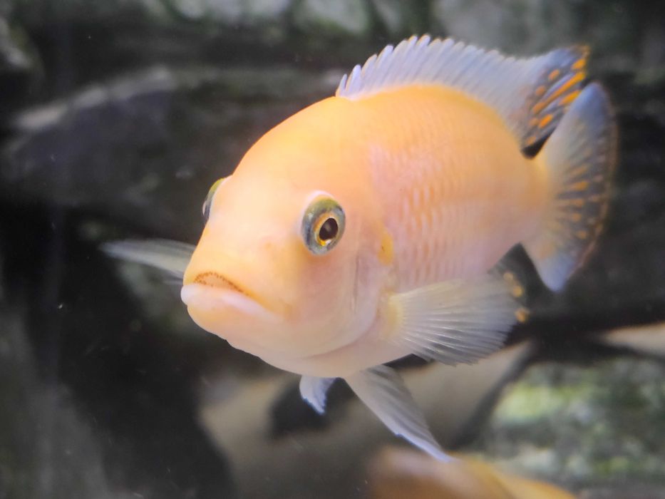 Pyszczak Zebra Red