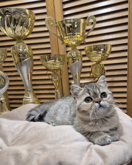 Неймовірно ніжна, ласкова красуня!