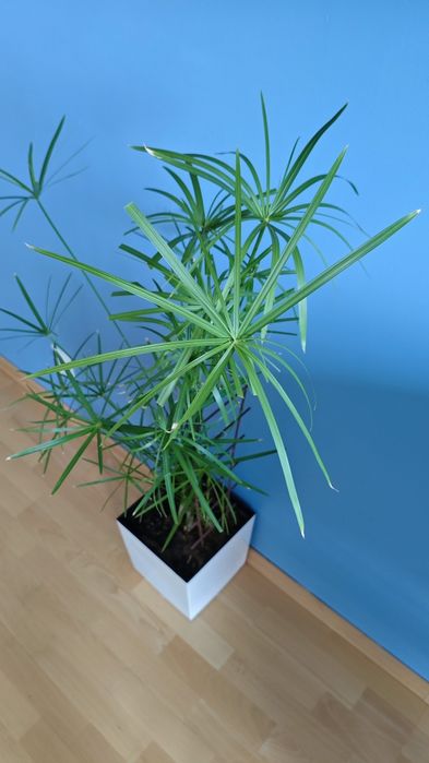 Piękny Duży Papirus z Doniczką