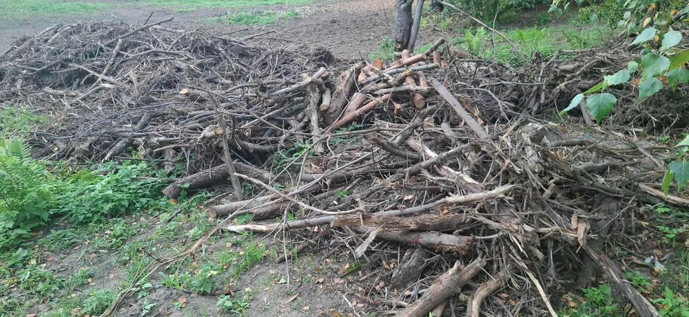 Drewno, zrębki po mulczowaniu