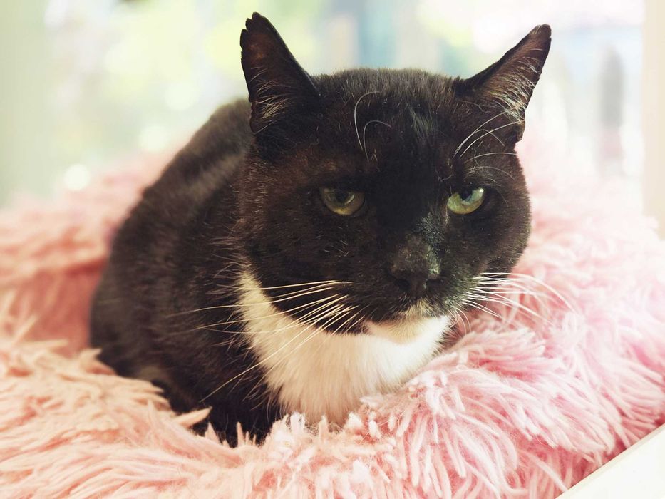 Котик, кіт, котусик-добряк Добриня – шукає сім'ю!