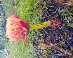 Lirio pincel Scadoxus Puniceus