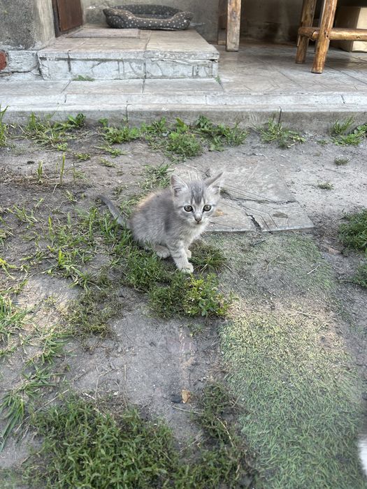 Кошенята / котики