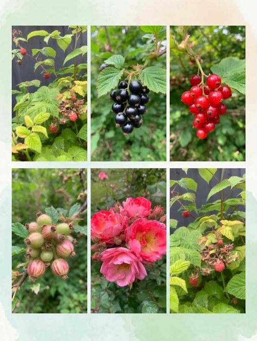 Будинок для родини (камін) 6 сот, 133 кв.м  (Власник))