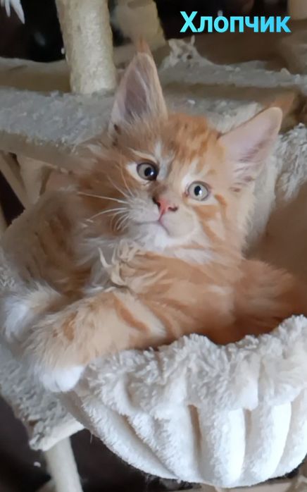 Кошенята мейн-кун, продаж